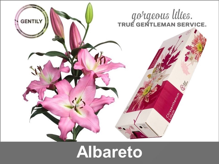 <h4>Albareto 2</h4>