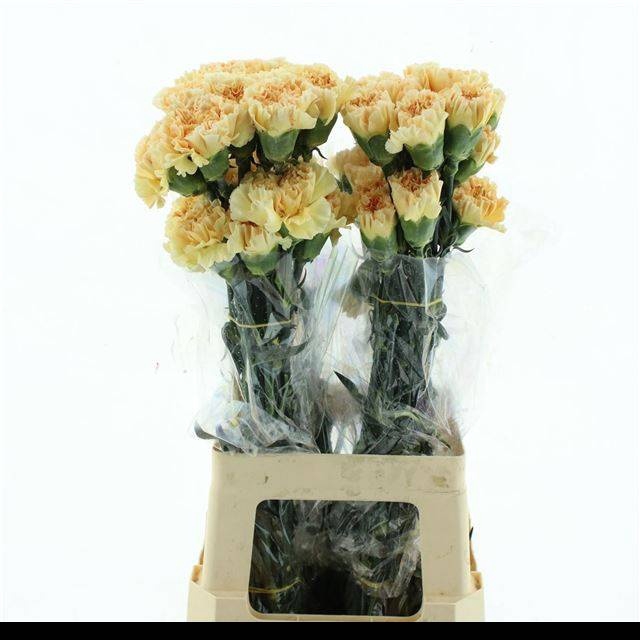 <h4>DI ST CAROLINE GOLD</h4>