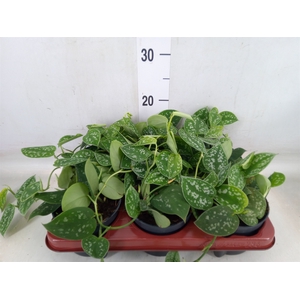 Scindapsus pictus 'Argyraeus'