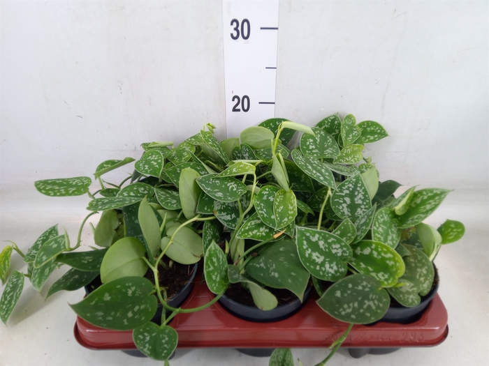 <h4>Scindapsus pictus 'Argyraeus'</h4>
