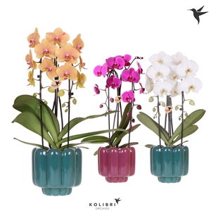 Kolibri Orchids Phalaenopsis Cascade Niagara Fall mix 2 spike in Retro pot green mix