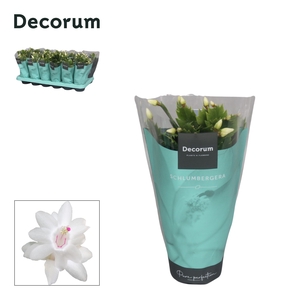 Schlumbergera - 9 cm - White (Malissa) met hoes - Decorum