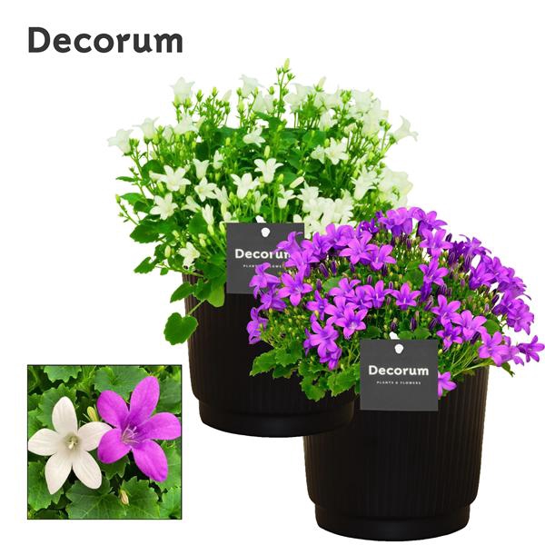 <h4>Campanula Porto mix2 in Liv Decorum</h4>