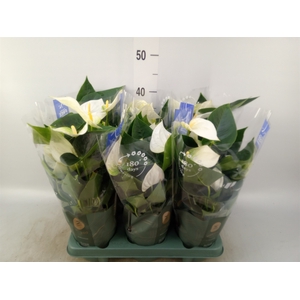 Anthurium  'Karma White'