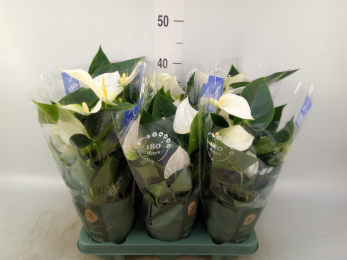 <h4>Anthurium  'Karma White'</h4>