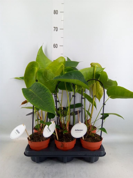 <h4>Anthurium   ...</h4>