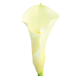 CALLA 050 CM BRANCO
