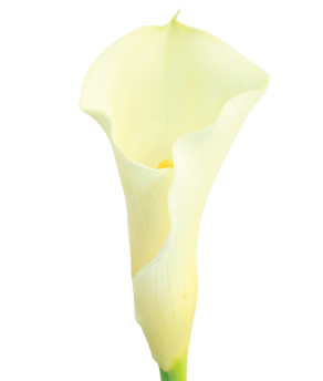 <h4>CALLA 060 CM BRANCO</h4>