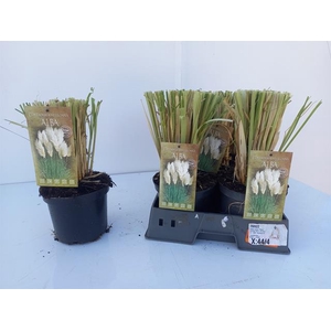 Cortaderia selloana (Pampasgras) 19Ø 45cm