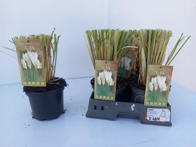 Cortaderia selloana (Pampasgras) 19Ø 45cm