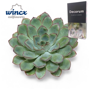 Echeveria Pulidonis Grey Cutflower