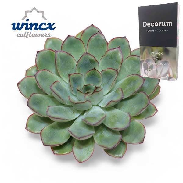 <h4>Echeveria Pulidonis Grey Cutflower</h4>