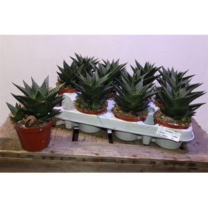 Haworthia Limfolia
