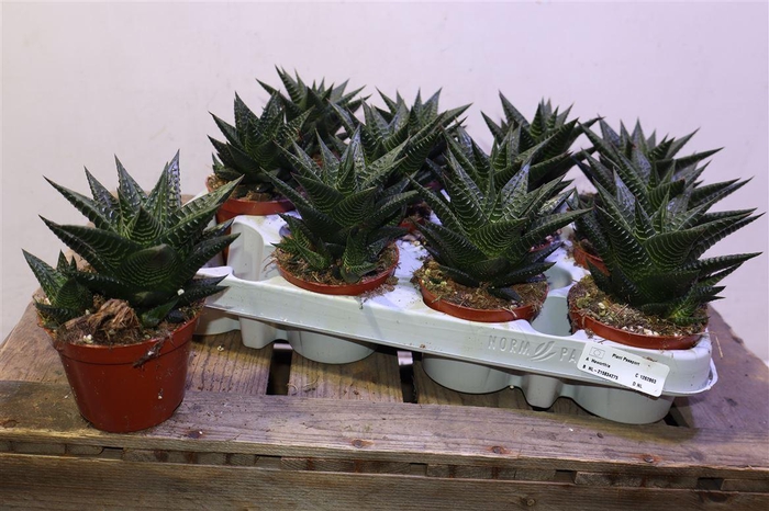 <h4>Haworthia Limfolia</h4>