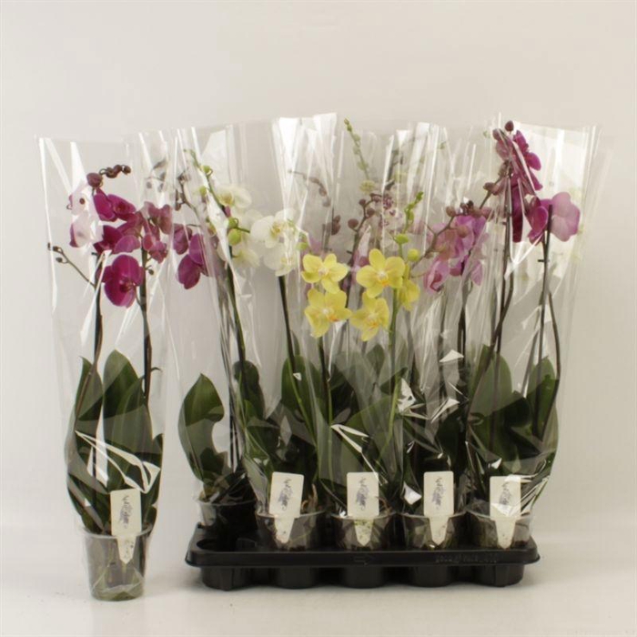 <h4>PHAL GEM 6 KL</h4>