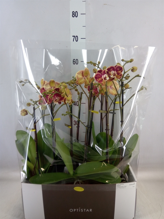 <h4>Phalaenopsis   ...red</h4>