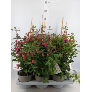Fuchsia  'Bella Fuchsia Susanna'