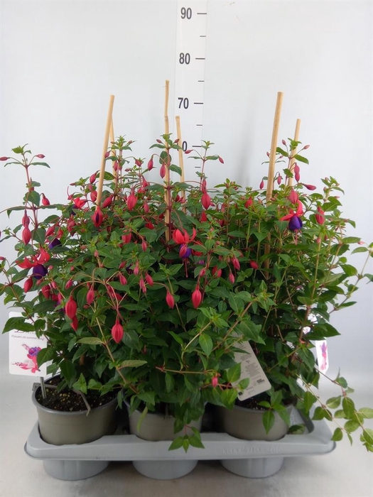 <h4>Fuchsia  'Bella Fuchsia Susanna'</h4>