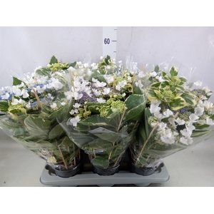 Hydrangea mac.   ...