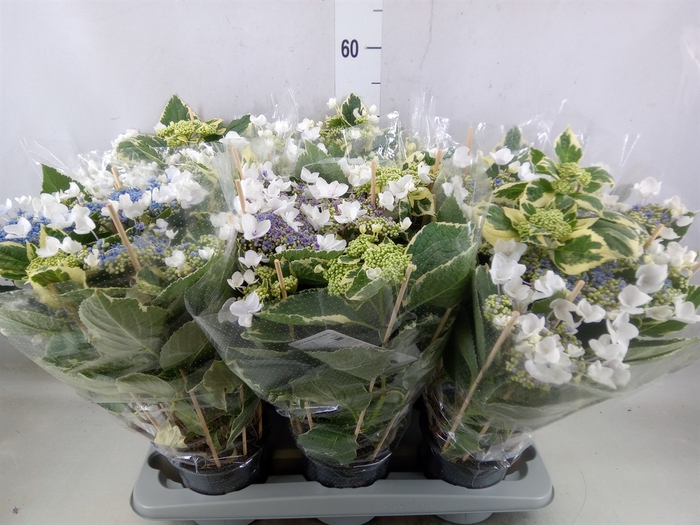 <h4>Hydrangea mac.   ...</h4>
