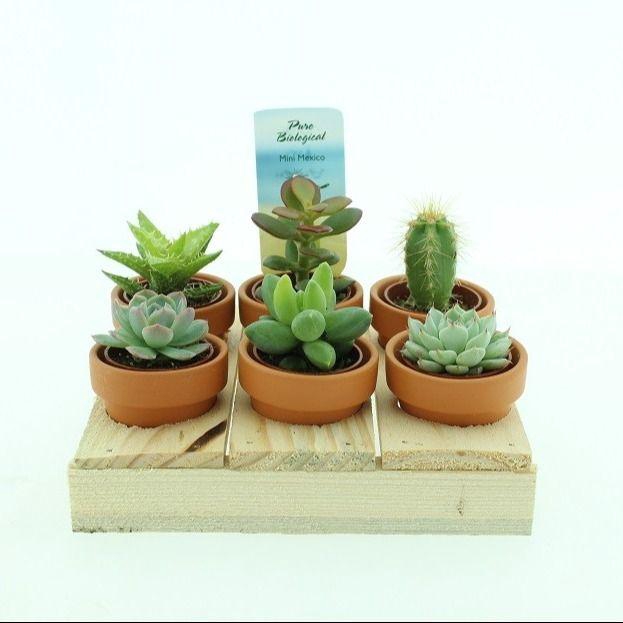 <h4>BIO MINI PALET-222</h4>