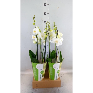 Phalaenopsis   ...white