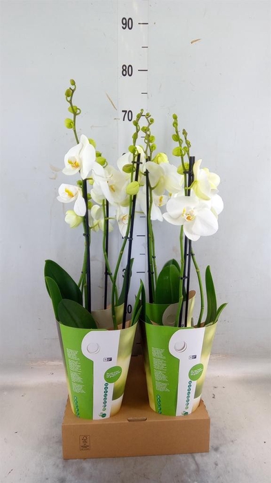 <h4>Phalaenopsis ...white</h4>