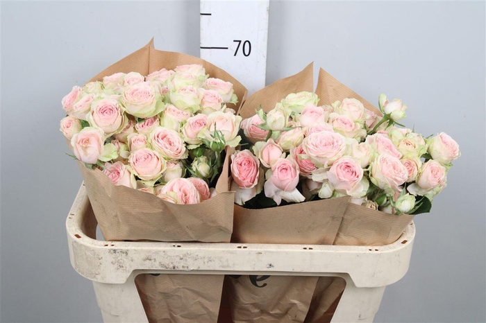 <h4>R Tr Sweet Giselle</h4>