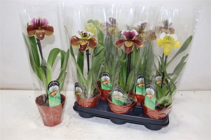 <h4>Paph Amerika Hyb Gem</h4>
