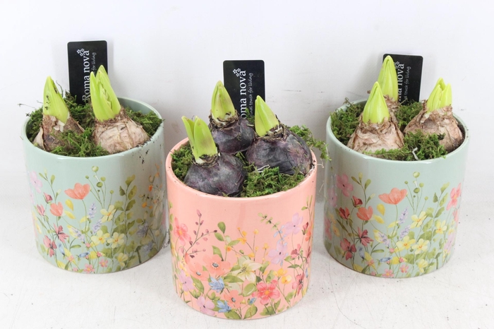 <h4>arr4 Hyacint RN - Floral finesse rond</h4>