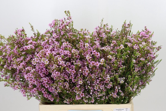 <h4>Chamelaucium Kerryn</h4>