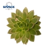Echeveria Agavoides Cutflower Wincx-14cm