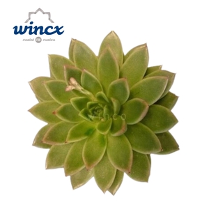 Echeveria Agavoides Cutflower Wincx-16cm