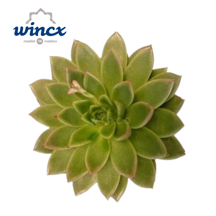 <h4>Echeveria Agavoides Cutflower Wincx-14cm</h4>