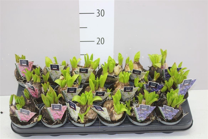 <h4>Hyacinthus Multiflora Gemengd</h4>