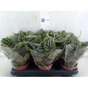Ficus benja. 'Kinky'