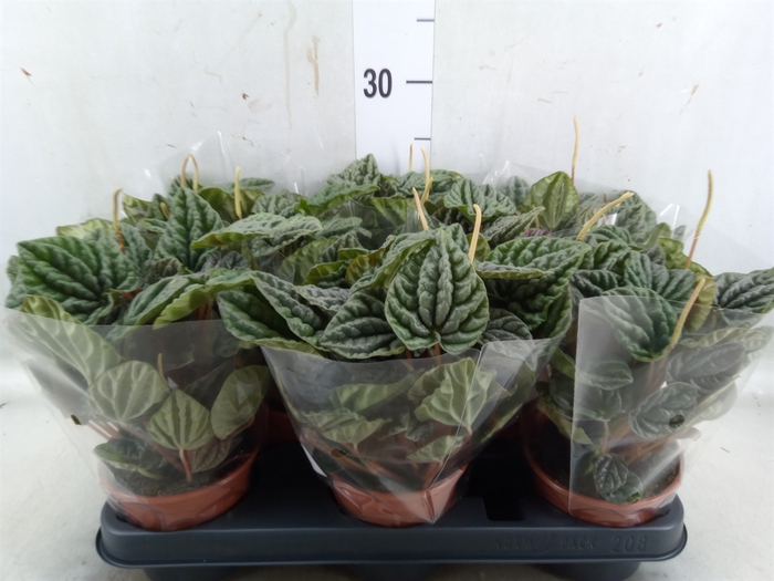 <h4>Ficus benja. 'Kinky'</h4>
