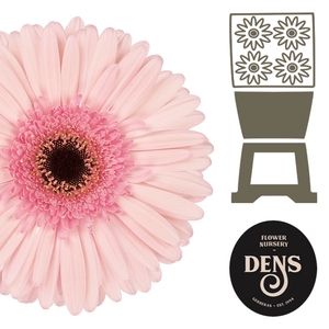 GE GR MONROE DENS