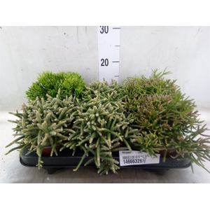 Rhipsalis   ...mix
