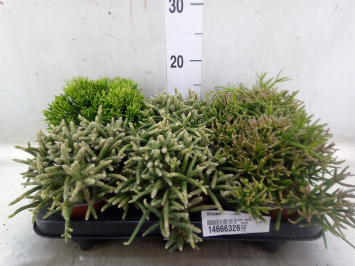 <h4>Rhipsalis   ...mix</h4>
