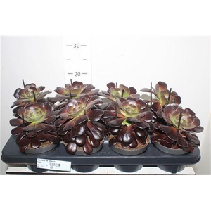 Aeonium Ab Velours