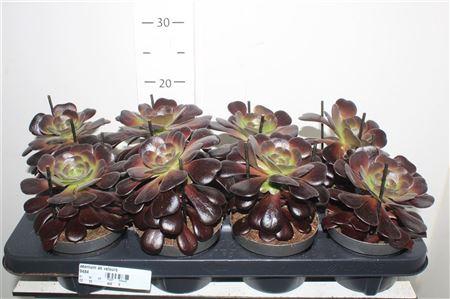 <h4>Aeonium Ab Velours</h4>