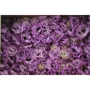 LISIANTHUS FLOR LILAS