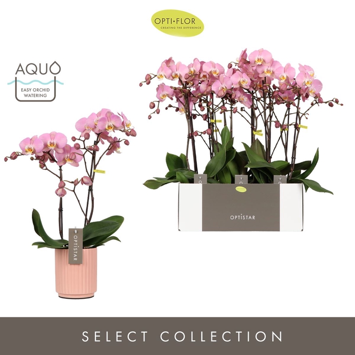 <h4>Phalaenopsis Padova</h4>