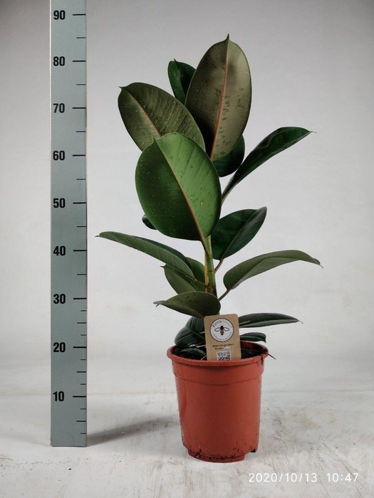 <h4>Ficus elastica Robusta 85cm</h4>