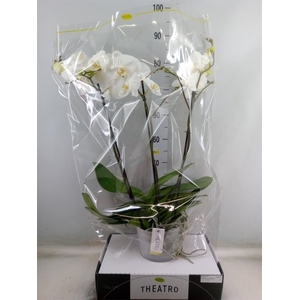 Phalaenopsis   ...white