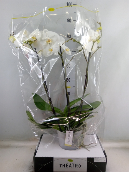 <h4>Phalaenopsis   ...white</h4>