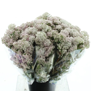 Ozoth Cooks Light Pink 200 Gram