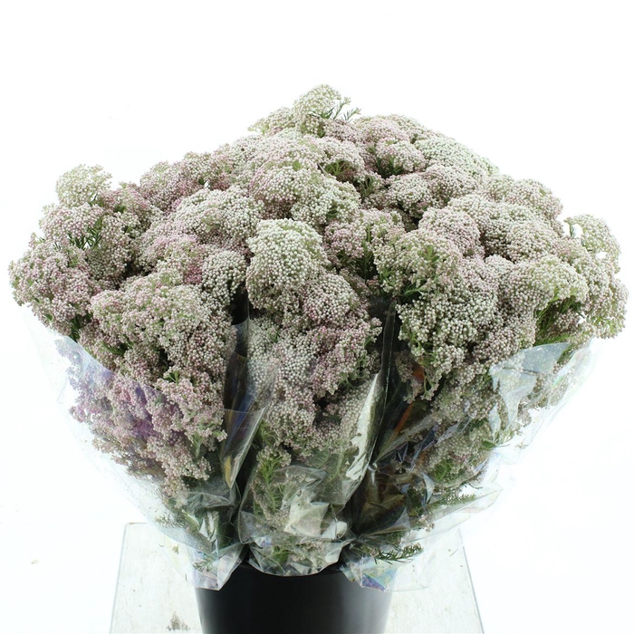 <h4>OZOTH COOKS LIGHT PINK 200 GRAM</h4>