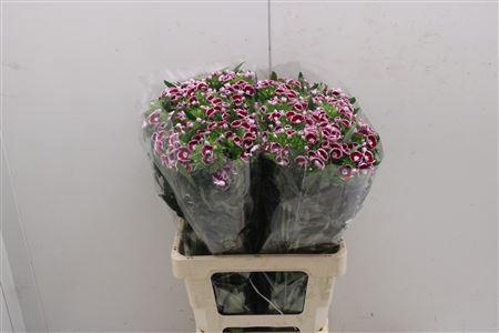 <h4>Di Barb Capri</h4>